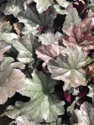 Hosta 'eye declare' and 'stainless steel' coralbells, one of the brighter combinations on the east side of the house at this time of year. Photo Of The Leaves Of Coral Bells Heuchera Stainless Steel Posted By Crawgarden Garden Org
