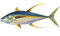 image of Yellowfin tuna