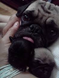 As this is the case, oftentimes animal shelters. Pug Rescue Va Md Dc