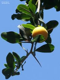 Image result for Dovyalis afra