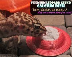 Pin By Stroodies On Stroodies Etsy Com Gecko Terrarium Gecko Leopard Gecko
