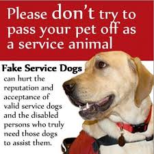In Most Cases We Have Spent A Great Deal Of Time Heart And Money Into Our Dog I Was Recently On A Plane Service Dogs Psychiatric Service Dog Service Animal