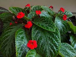 We did not find results for: Espicia Suomi Plant With Green Color Leaves And Small Red Flower In Ipoh Perak Malaysia Plant Vase Plants Plant Leaves