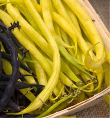 Haricots Jacques Briant Plantes En Ligne Pepinieres Jacques Briant