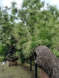 Image result for Styphnolobium