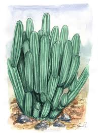 They readily grow roots from during the dark time of year, root growing may be slower, that is why most people do their cuttings in late spring to late summer. San Pedro