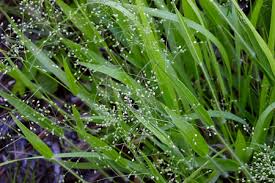 Image result for Dichapetalum deflexum