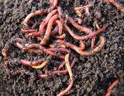 Naturally get rid of army worms garden pests. Worm Composting Taking Advantage Of Earthworm Benefits In The Garden