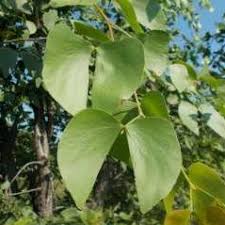 Image result for Acrotome inflata