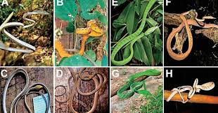 Species New to Science: [Herpetology • 2017] Intra-population Color  Dimorphism of Ahaetulla prasina (Serpentes: Colubridae) in Northeastern  Thailand