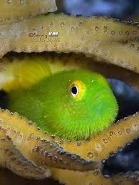 Select from distinct gobi fish at alibaba.com to enhance the aesthetic appearance of your interior decor. Pin On Gobies