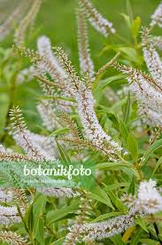 Image result for shrubby veronica hebe