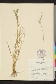 Image result for Eriochloa procera