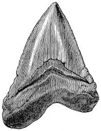 Black And White Shark Teeth Clipart Pin By Holly Goodnow On Ink Shark Tooth Tattoo Shark Tattoos Tooth Tattoo