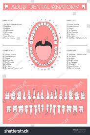 Adult Dental Chart Diagram Human Teeth Royalty Free Stock