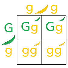 A punnett square can also be used to determine a missing genotype based on the other genotypes involved in a cross. Punnett Square Wikipedia
