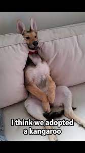 Pin By Kevin M On Kewl Sayings Funny Animal Jokes Funny Animal Pictures Cute Animals