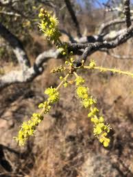 Image result for Lannea discolor