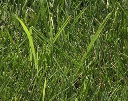 How do you kill nut grass with sugar? Nut Grass Control Garden View Landscape Nursery And Pools