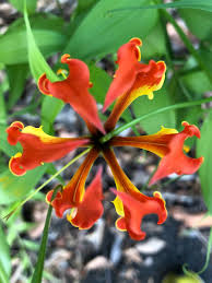 It was the national flower of rhodesia, as zimbabwe was known before independence from britain in 1980, and has retained that special status. Wildlife Vumba On Twitter It S The National Flower Of Zimbabwe We Also Get This Pure Yellow Form In The Vumba And Elsewhere In The Eastern Highlands Https T Co Lidjszvgqt