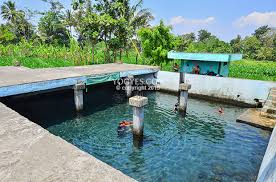 Perkampungan budaya ini juga menawarkan jenis wisata danau. 3 Rekreasi Umbul Di Jogja Alternatif Wisata Air Di Jogja
