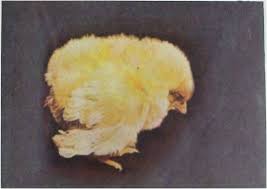 Mengobati buang air besar berdarah. Cirit Birit Berdarah Pada Ayam