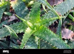 Image result for Aloe zebrina