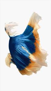 Download All Of Apple S New Iphone 6s Wallpapers Including Motion Backgrounds Sort Of Right Here Live Fish Wallpaper Fish Wallpaper Iphone 6s Wallpaper