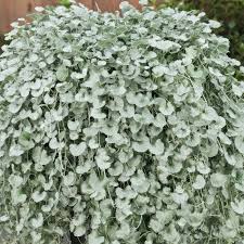 Image result for Dichondra
