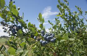 Shop now & save up to 23% when you browse our wide variety of fruit trees & more!. How Blueberry Plants Develop And Grow Osu Extension Service