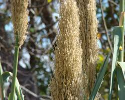 Image result for Arundo donax