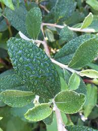 Image result for Tarchonanthus camphoratus