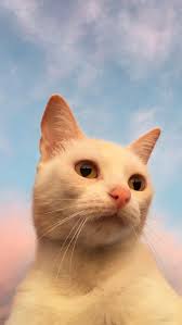 Search free kucing imut wallpapers on zedge and personalize your phone to suit you. Image About Cute In Lockscreens By Marie ï¾Ÿ ï¾Ÿ Gambar Hewan Lucu Fotografi Hewan Anak Kucing Lucu