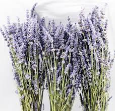 We did not find results for: Lavender Lavender Flower Dried Lavender Wholesale Flowers Bulk Flowers