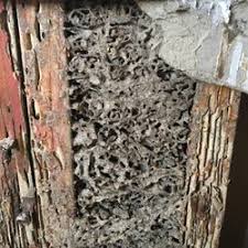 Welcome to billiot pest control. Pest Control In Kenner Yelp