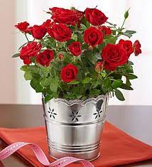 Guide For Growing Miniature Roses Indoors Miniature Rose Care Indoor Roses Growing Roses Rose Care