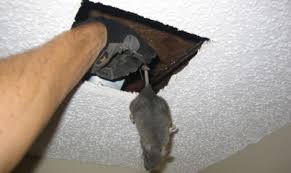 Jisoo, on the other hand, is trying to find his first corporate job while nursing old wounds. Dead Animal Removal Melbourne Pest Control Melbourne