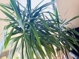Image result for yucca gigantea en casa