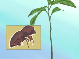 In dieser anleitung zeige ich die grüne frucht ist mittlerweile so fest in unseren alltag verankert wie der morgendliche spritzer parfum. Avocados Anbauen Mit Bildern Wikihow