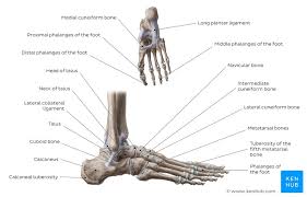 The labels include proximal epiphysis. Bones Of The Foot Quizzes And Labeled Diagrams Kenhub
