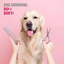 Dog grooming tips, advice & common mistakes on pet care