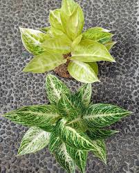 Indukan Claudia Legasi Putih Chinese Evergreen Tropical Garden Plants