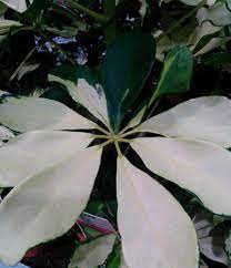 A schefflera plant, native to australia, new zealand, and the pacific islands, is often called umbrella tree because of their large, shiny, dark green leaves that drape down like an umbrella. Umbrella Plant Schefflera Heptapleurum Guide Our House Plants