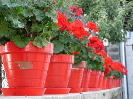 Maybe you would like to learn more about one of these? Drought Resistant Plants And Flowers Lovetoknow
