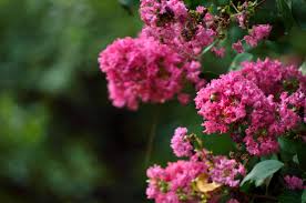 We're family owned and operated, and committed. Myrtle Flower Meaning Flower Meaning