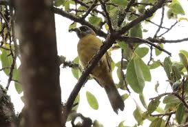 Image result for Canthium oligocarpum