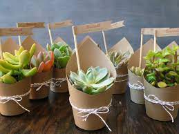 Hugedomains Com Shop For Over 300 000 Premium Domains Succulent Party Favors Plant Wedding Favors Buy Christmas Gifts