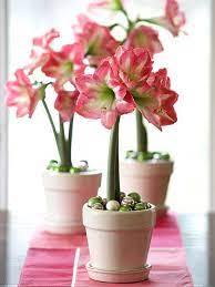 11 Tropical Houseplants With Fabulous Flowers Pink Amaryllis Amaryllis Flowers Bulb Flowers