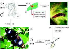 Best management practices for protection of water resources. Male Killing Wolbachia In The Butterfly Hypolimnas Bolina Springerlink