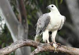 Burung elang laut perut putih memiliki habitat di daerah pesisir pantai dan biasanya juga ada di hutan dataran rendah. Elang Laut Perut Putih Predator Elegan Dari Jepara Koleksi Eco Green Park Blok A Journey
